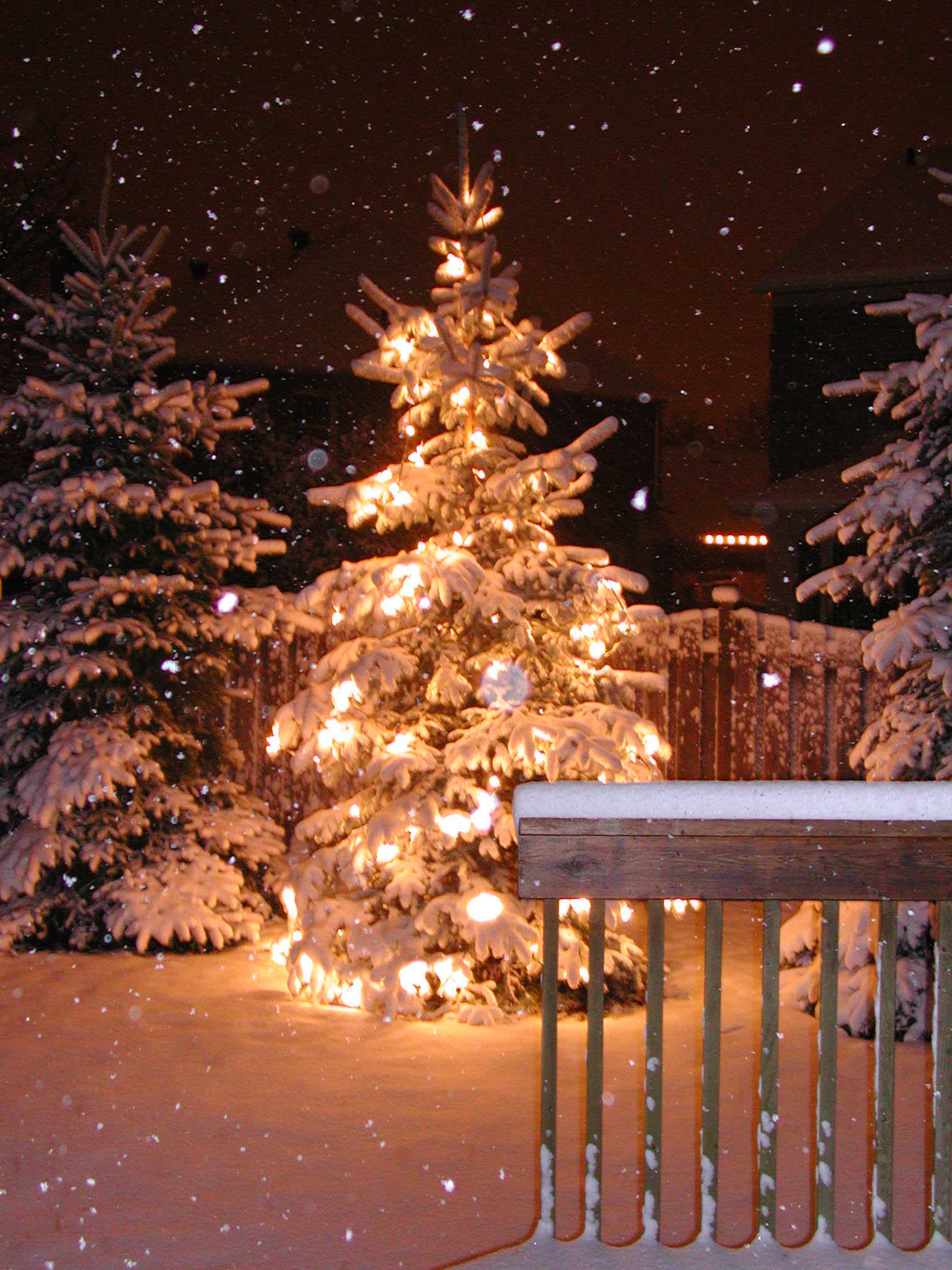Bästa julgranarna i Småland